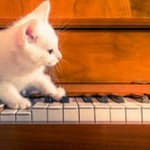 猫ふんじゃったアレンジピアノ曲お勧め3選-壮大華麗で格好イイ