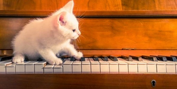 猫ふんじゃったアレンジピアノ曲お勧め3選-壮大華麗で格好イイ